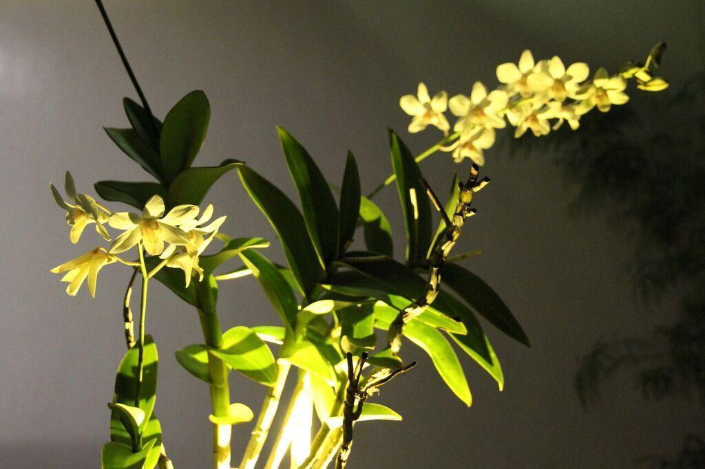פורטו פרינססה Orchid Lagan Place Palawan מראה חיצוני תמונה