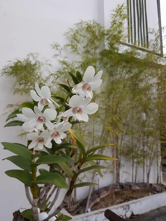 פורטו פרינססה Orchid Lagan Place Palawan מראה חיצוני תמונה
